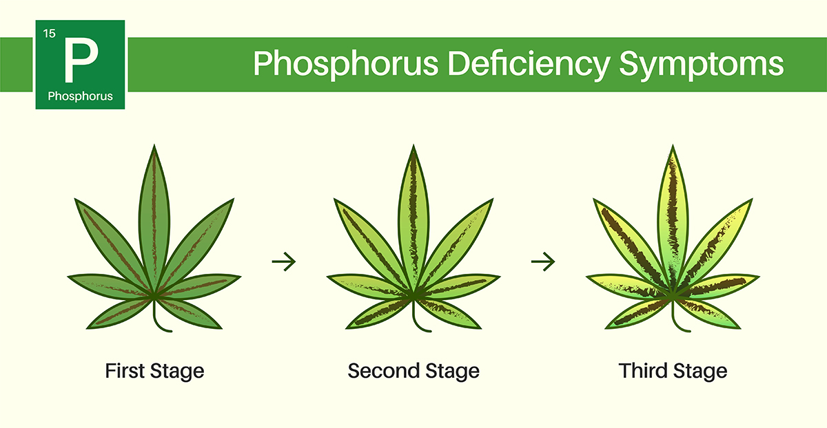 Cannabis phosphorus deficiency - image