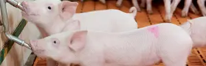 Pig Breeding