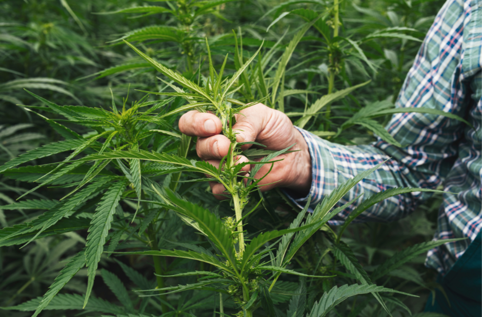 How Long does it take to grow hemp? - img2