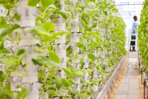 What Can I Grow in a Hydroponic Tower?