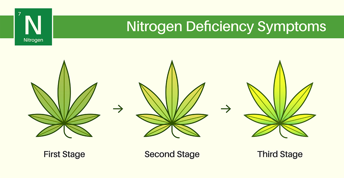 Cannabis Nitrogen Deficiency - Image