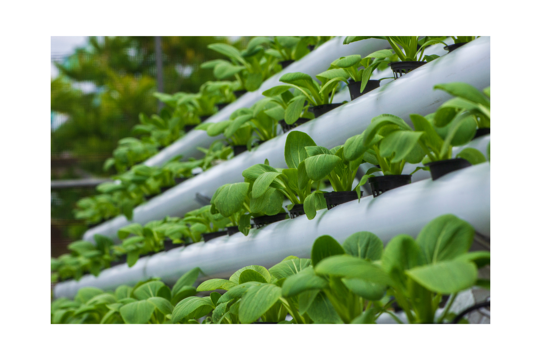 mixing hydroponic nutrients-img2