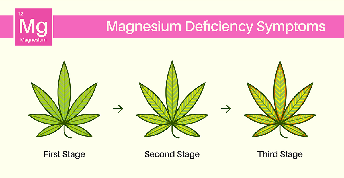 Cannabis Magnesium Deficiency - Image