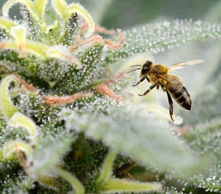 Hemp and Bees - image