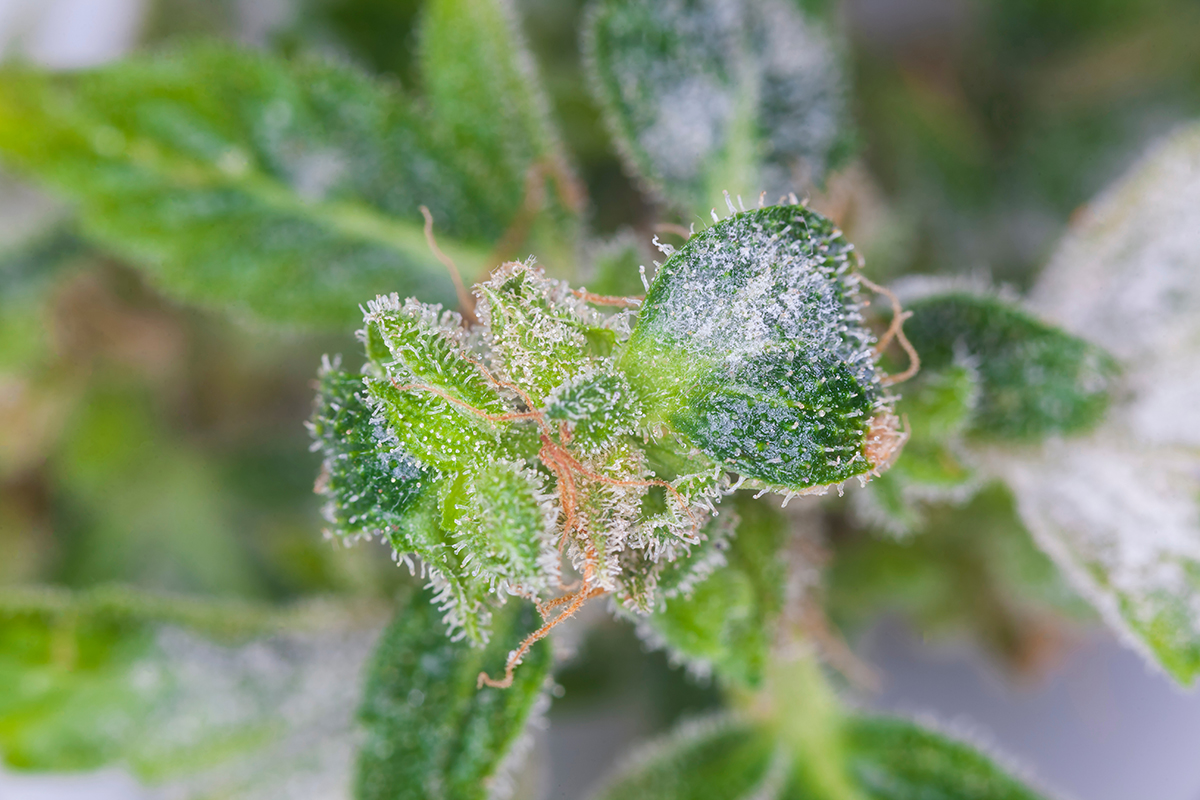 What Does Moldy Weed Look Like? - Image