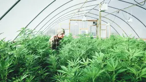 How to Start a Hemp Farm with the Right Variety and Tools