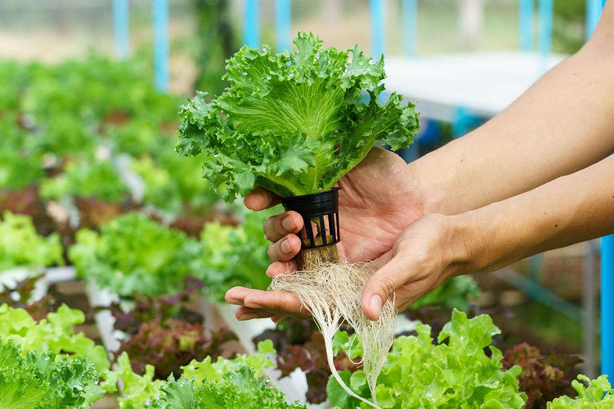 How Much Water Does a Hydroponic System Use? - Image